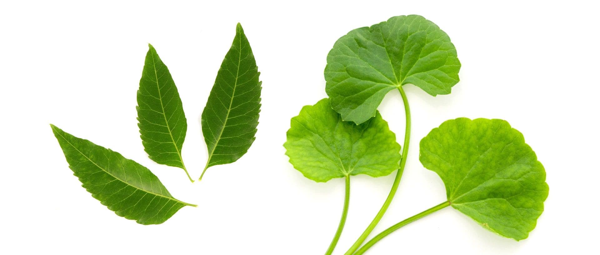 Kenal Lebih Dekat dengan Manfaat Neem Leaf dan Gotu Kola untuk Kulit