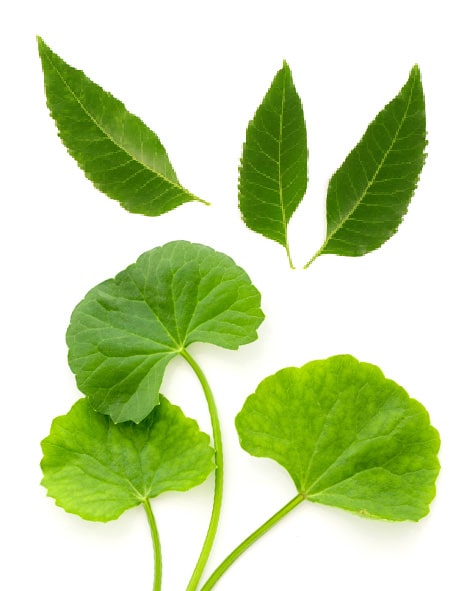 Kenal Lebih Dekat dengan Manfaat Neem Leaf dan Gotu Kola untuk Kulit